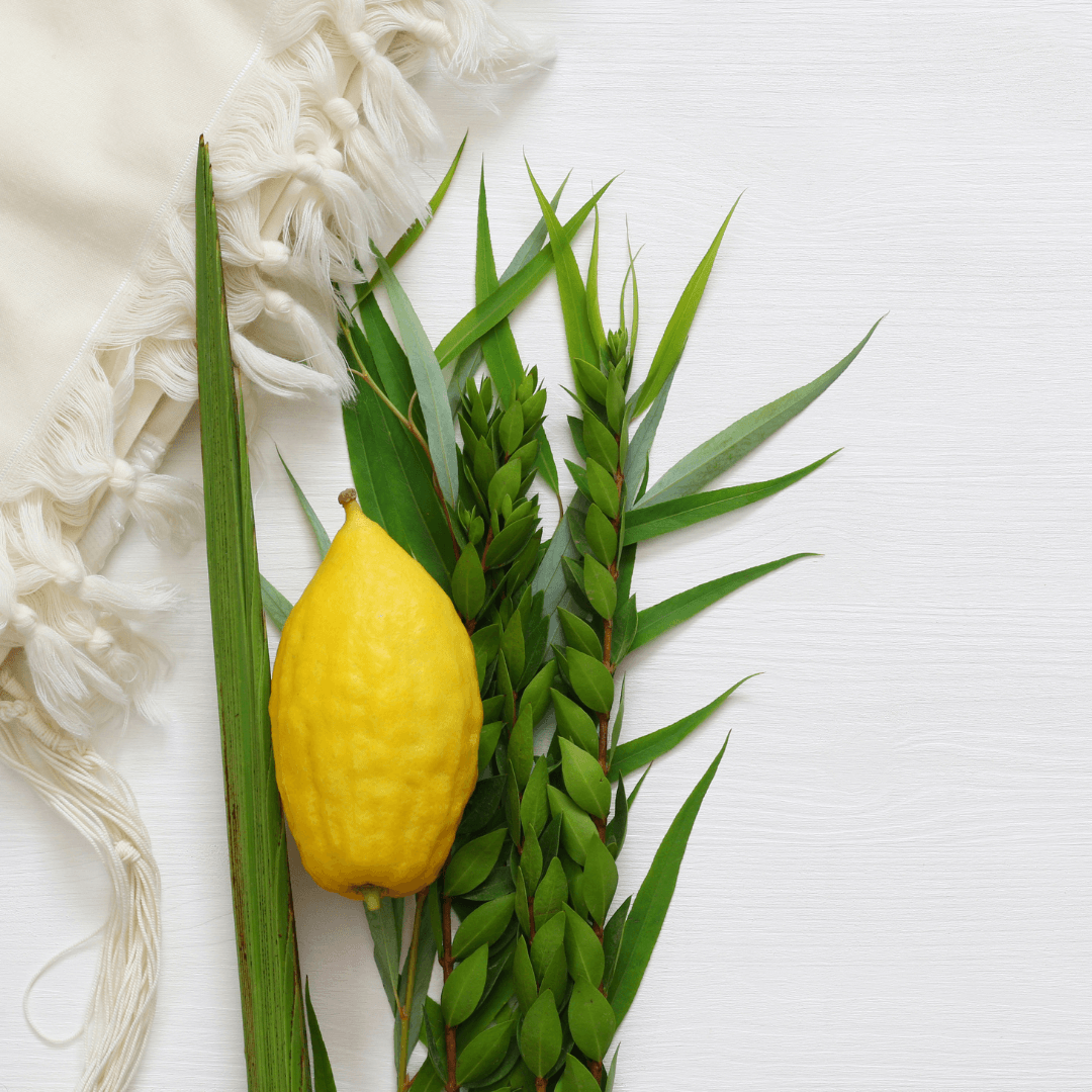 Standard Etrog & Lulav Set from Israel、mySite、topwebapps