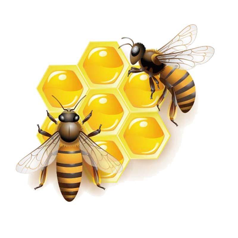 Honey Bee and Bee Happy Stickers for Car or Anywhere!、mySite、g9winljtr