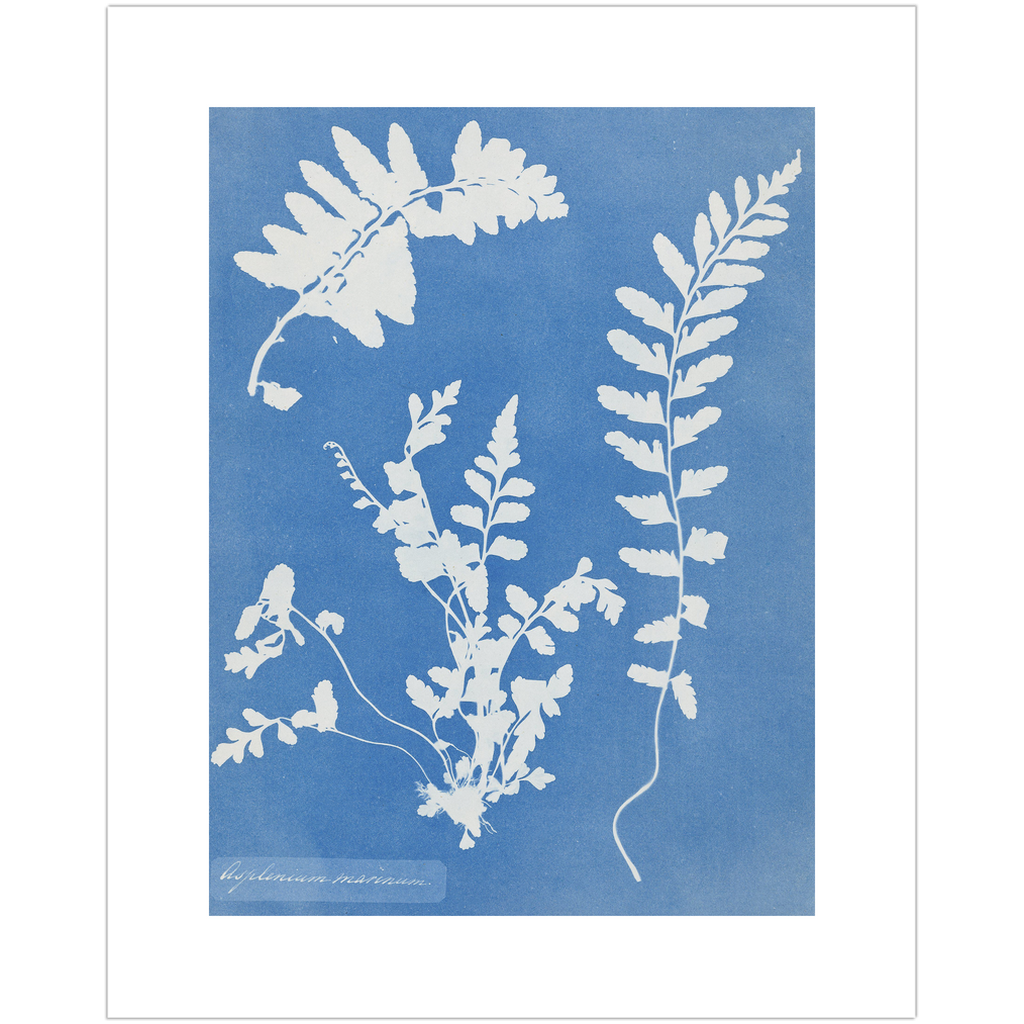 Cyanotype Plant Art Print、mySite、gigharbornorthrealestate