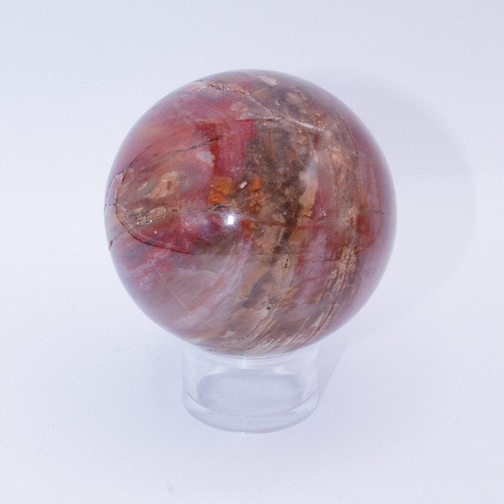 Petrified Wood Sphere - AAA Premium Quality、mySite、hinf8tx79