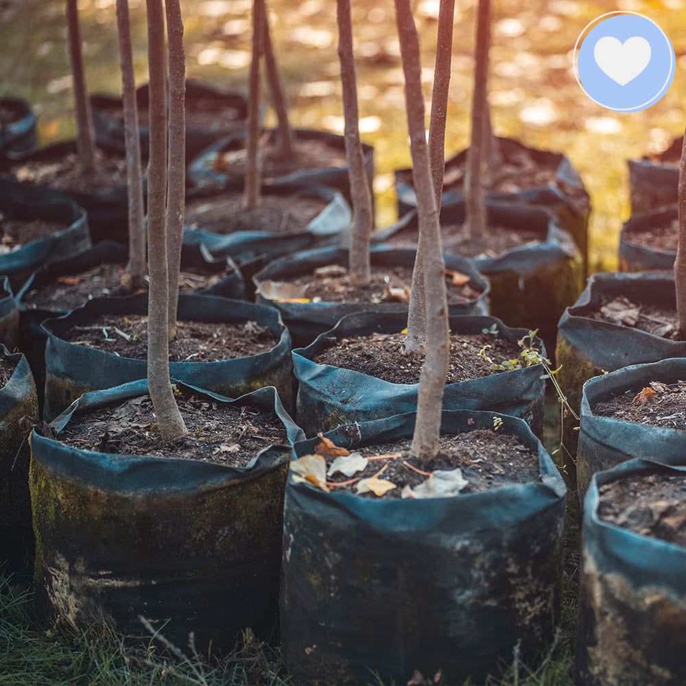 Give the Earth Some Love: Plant a Tree、mySite、camillekostekn