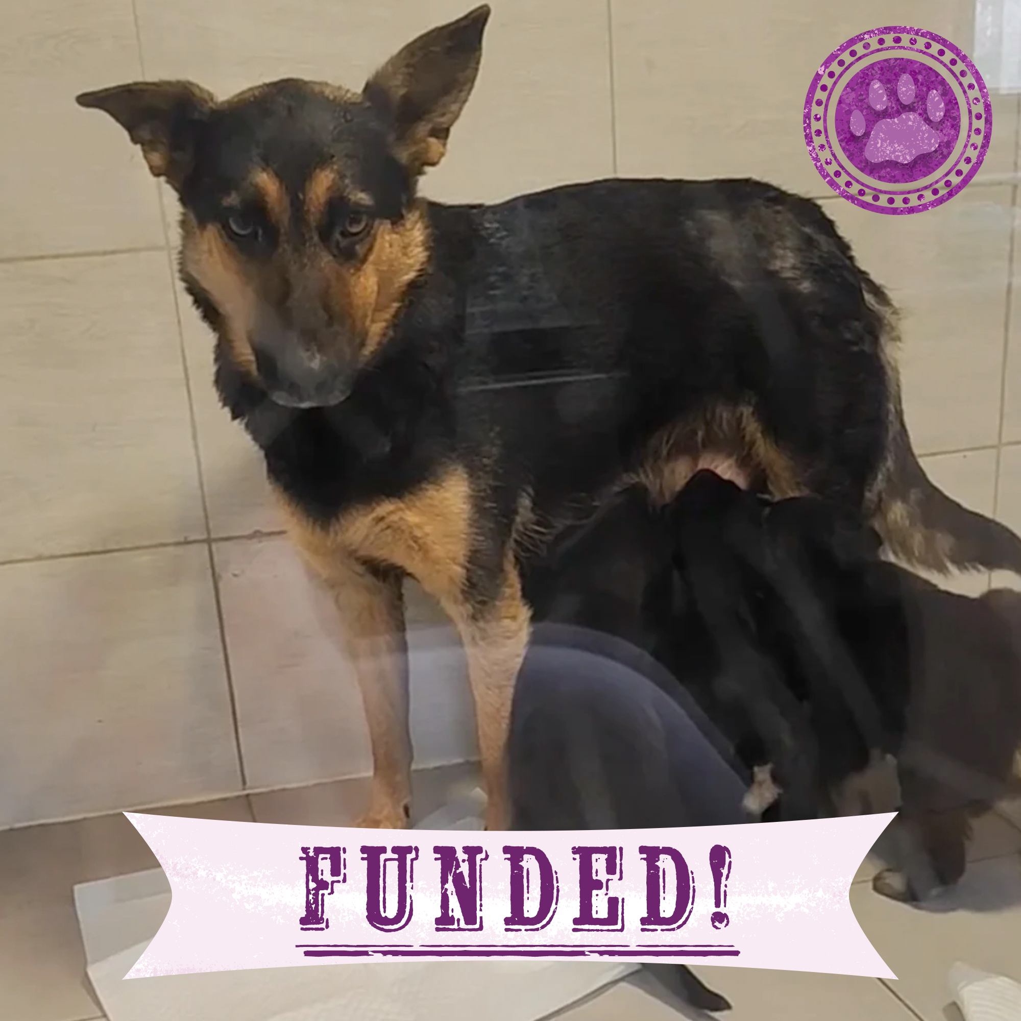 Funded: Help Lesya and Her Puppies Recover from Malnutrition After Being Rescued from Frontlines、mySite、camillekostekn