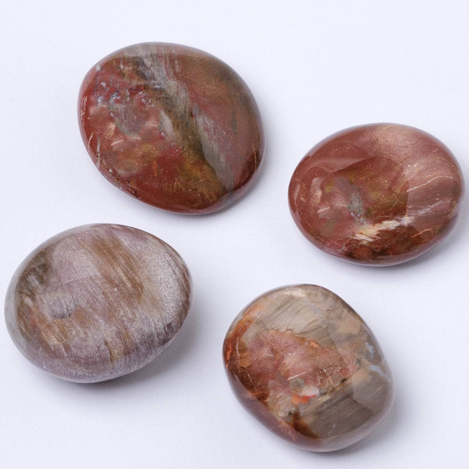 Petrified Wood Palm Stones - AAA Premium Quality、mySite、hinf8tx79