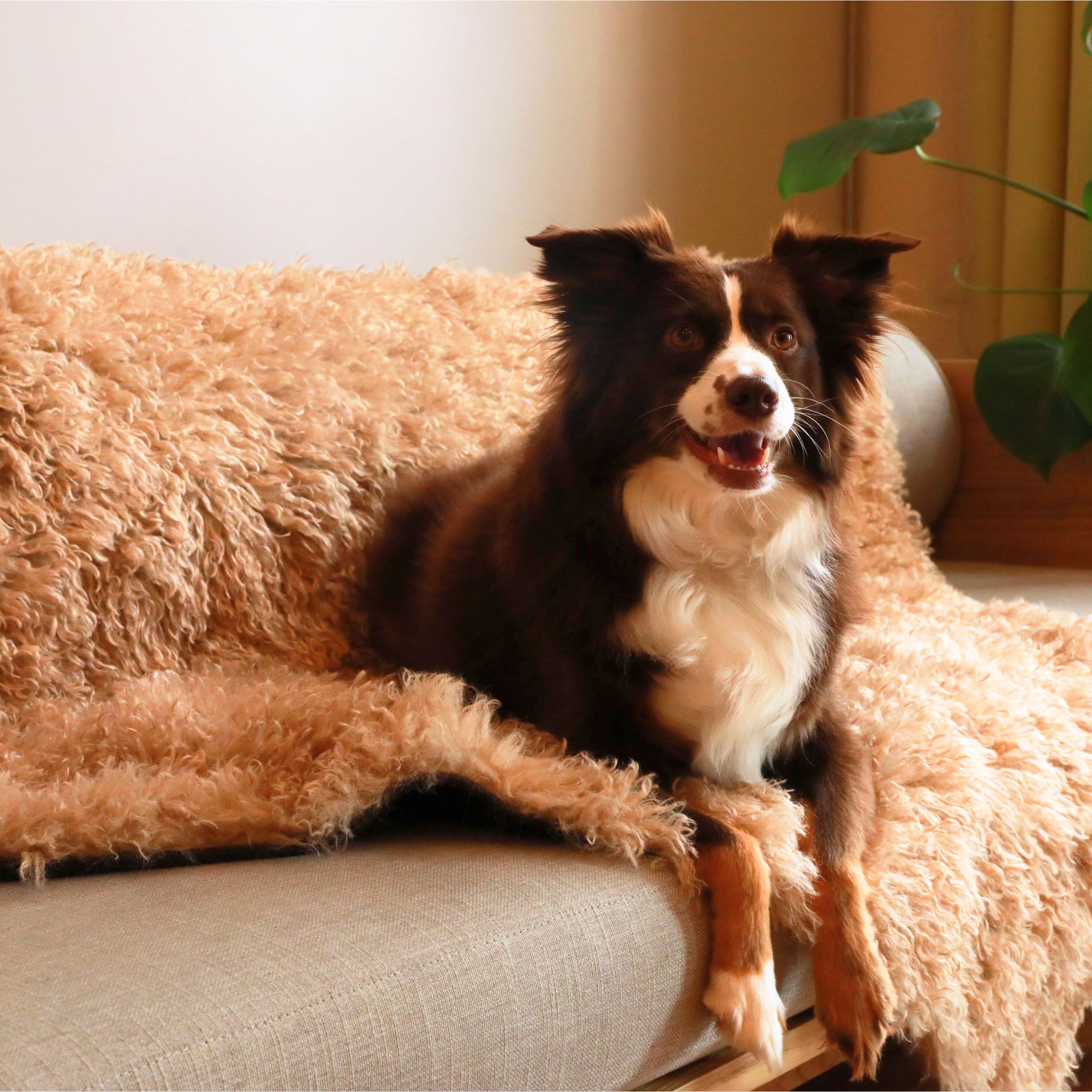 PupProtector™ Luxe Waterproof Faux Fur Blanket - Plush Sheep Tan、mySite、solidvoid