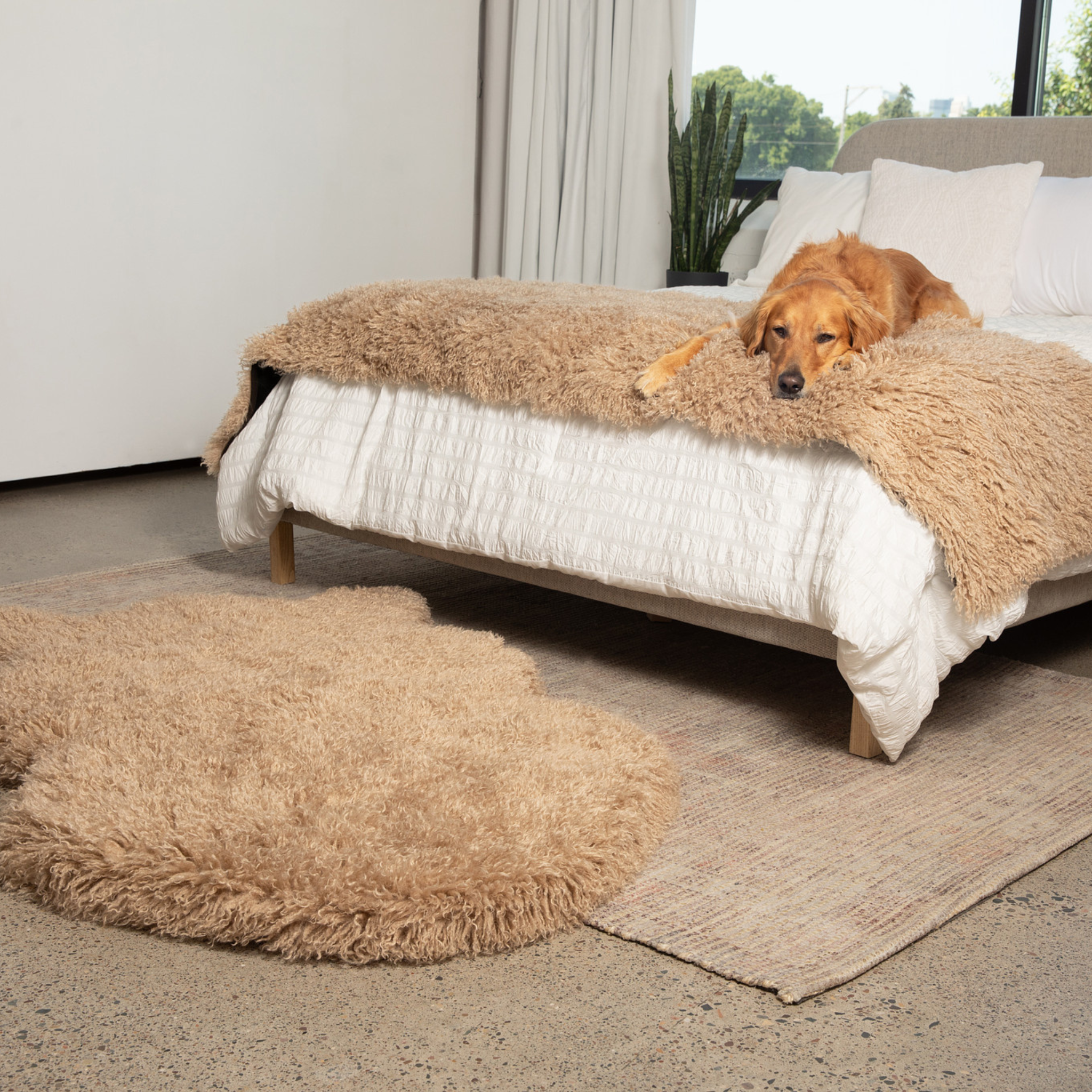 PupRug™ Luxe Orthopedic Bed + Matching Bed Runner Bundle - Plush Sheep Tan、mySite、solidvoid