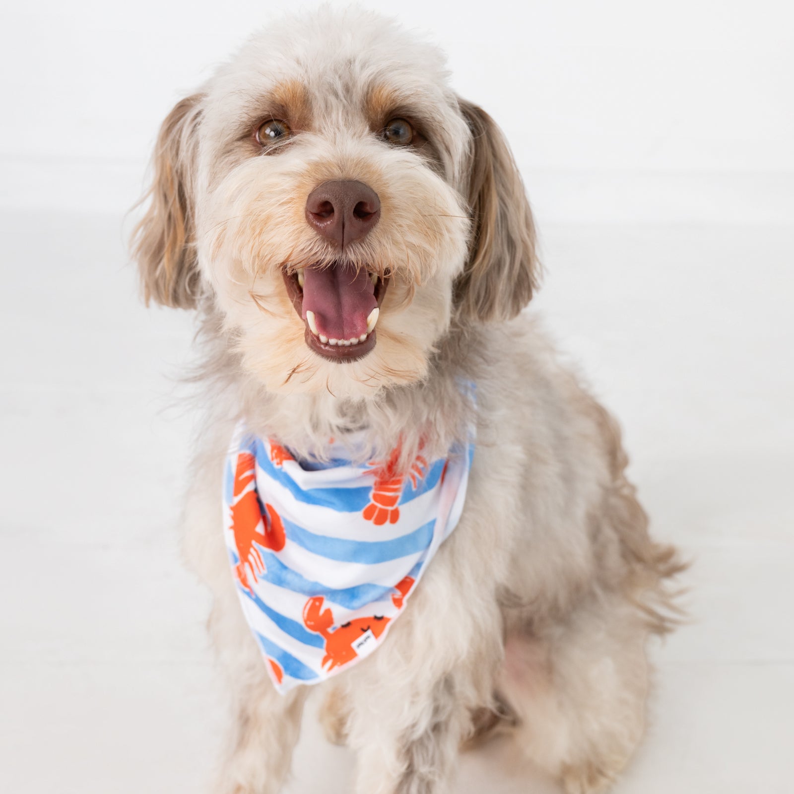  Crustacean Crew Pet Bandana、mySite、layawaytickets