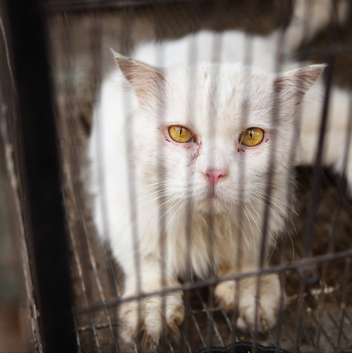 PAWS LIFELINE FUND: Rescue Pets From Major Cases of Abuse and Neglect、mySite、camillekostekn