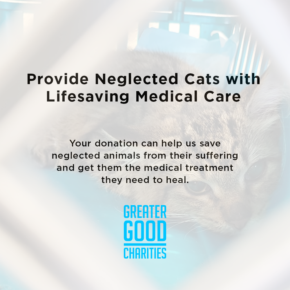 Funded: Help 20 Neglected Cats, Abandoned in Squalid House、mySite、camillekostekn