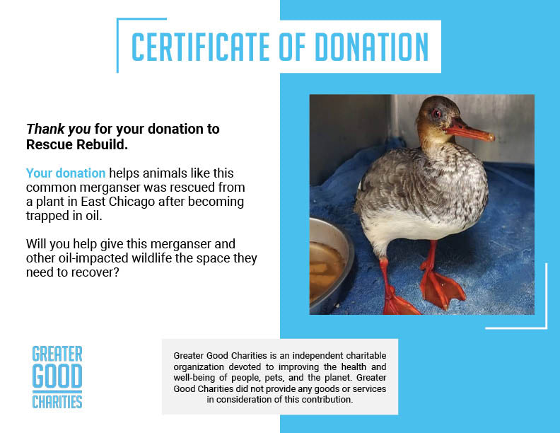 Help This Common Merganser Recover From Becoming Trapped in Oil、mySite、camillekostekn