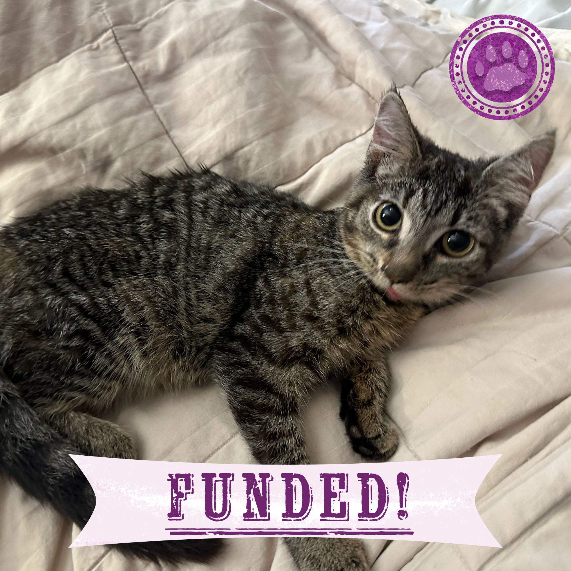 Funded - Help Lena Get Jaw Surgery、mySite、camillekostekn