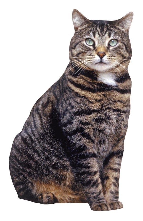  Note Card - Brown Tabby Cat、mySite、ghnorth