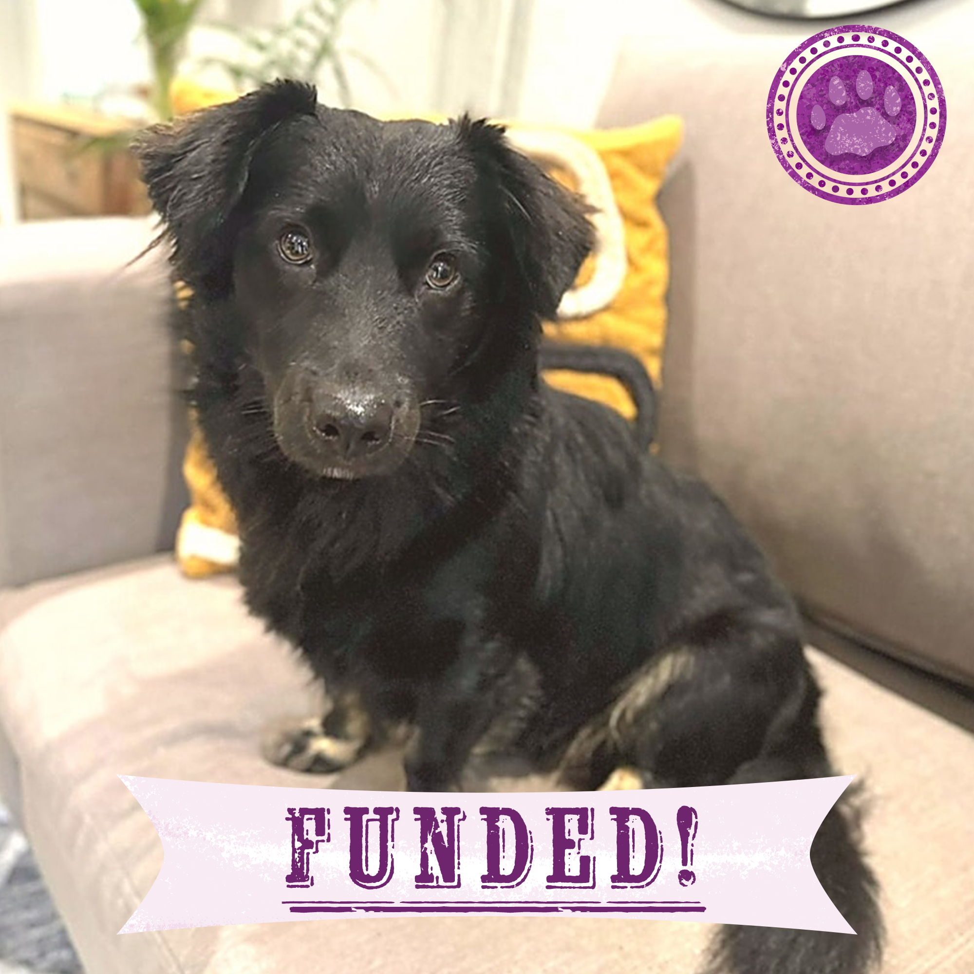 Funded: Help Botley Recover After Being Hit by a Car、mySite、camillekostekn