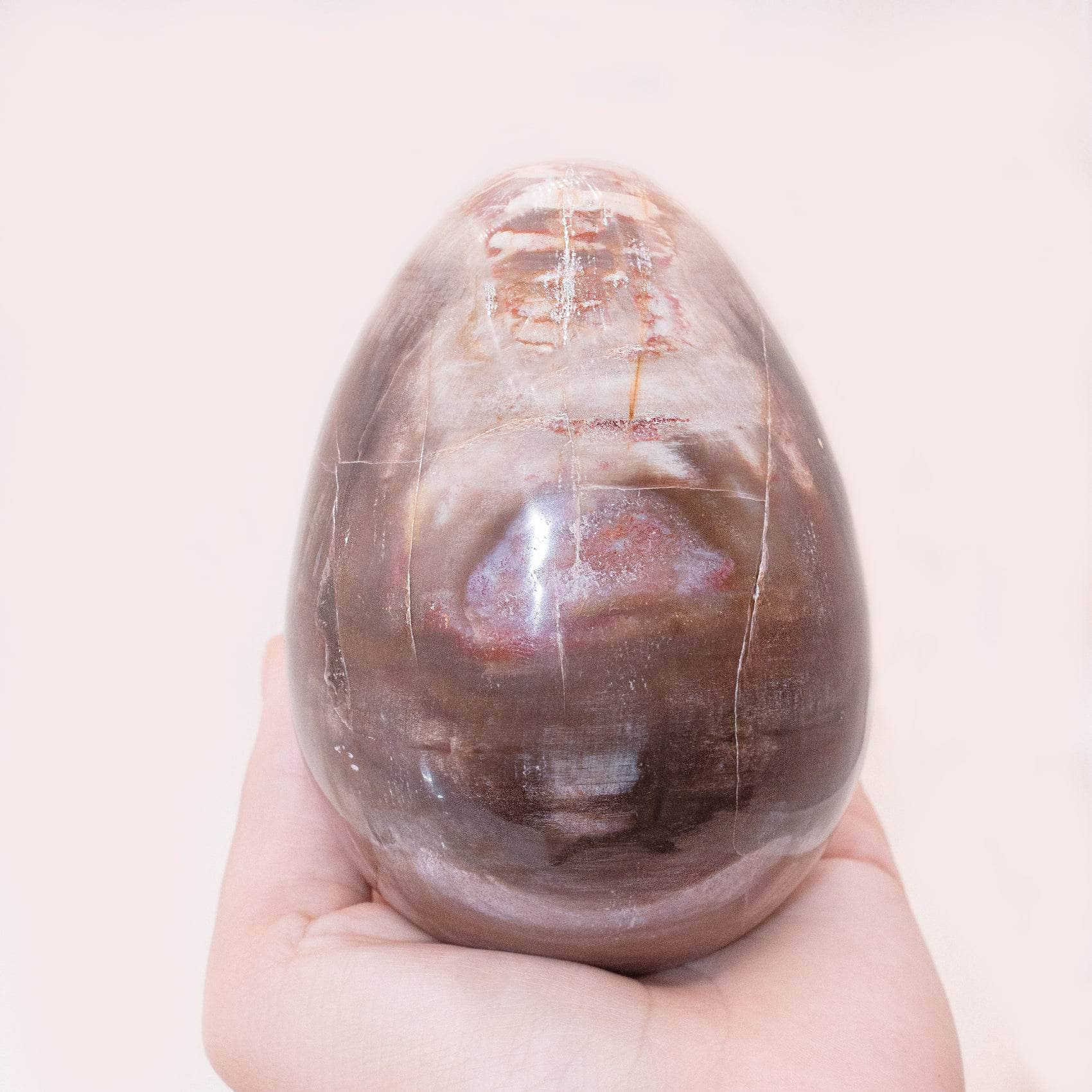 Petrified Wood Egg - AAA Premium Quality、mySite、hinf8tx79