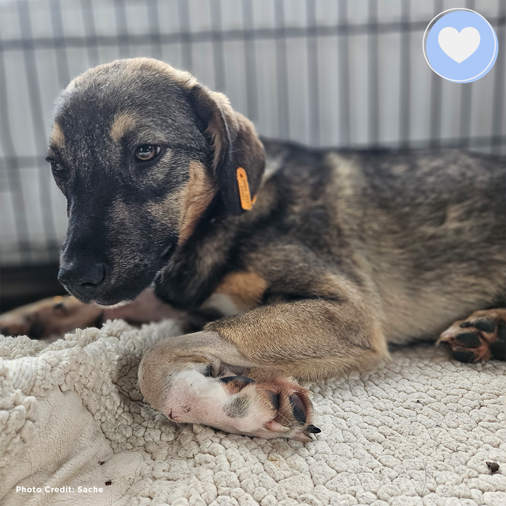 Funded: Alice Was Shot: Help Save Her Life、mySite、camillekostekn