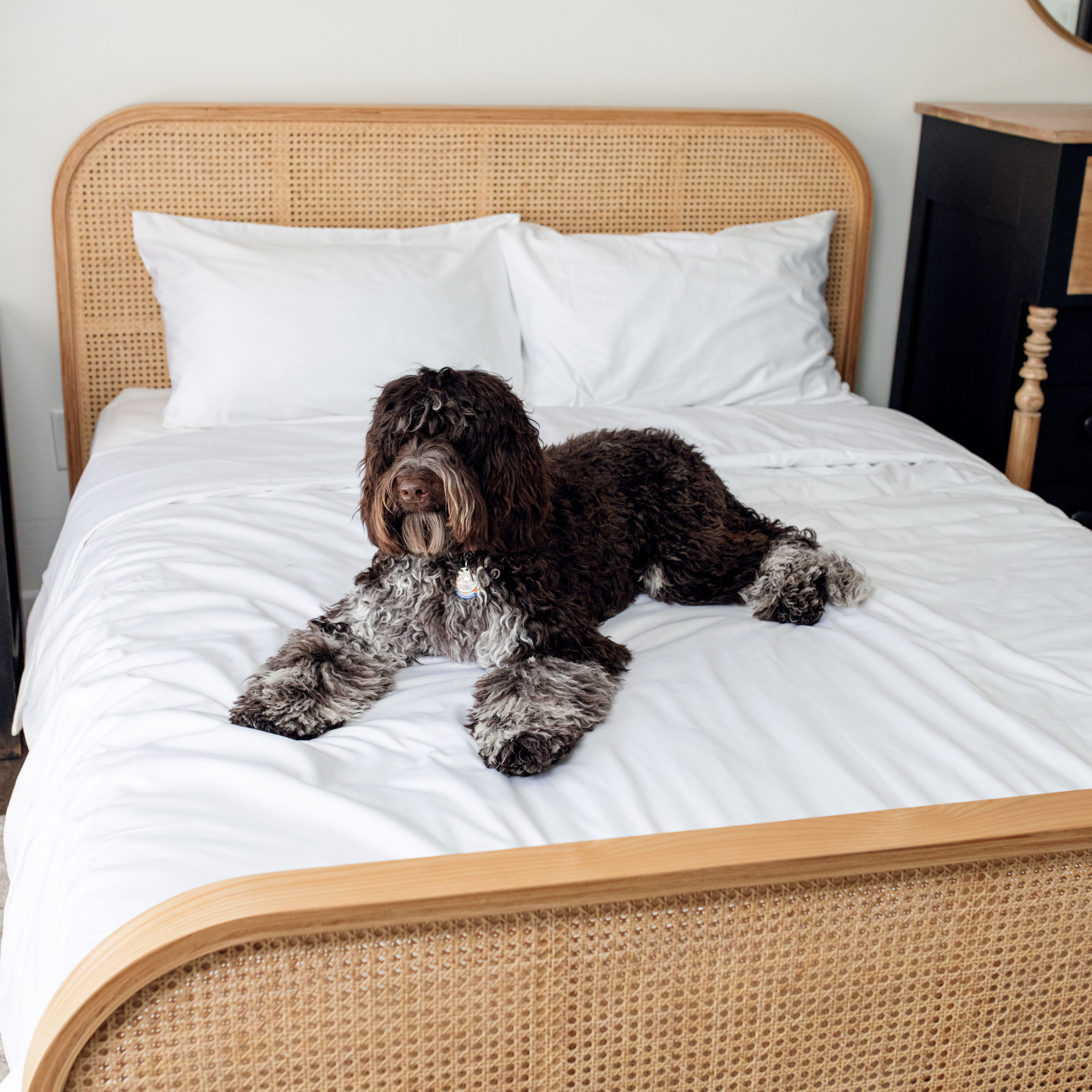 PupSheets™ Hair Resistant, Antimicrobial & Cooling Duvet Cover and Sham Set - White、mySite、solidvoid