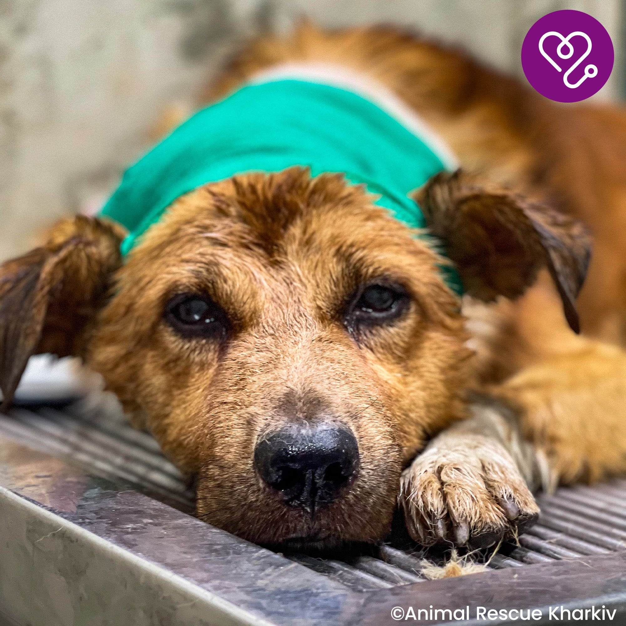 Funded: Support Sam��s Healing from Infected Wounds、mySite、camillekostekn