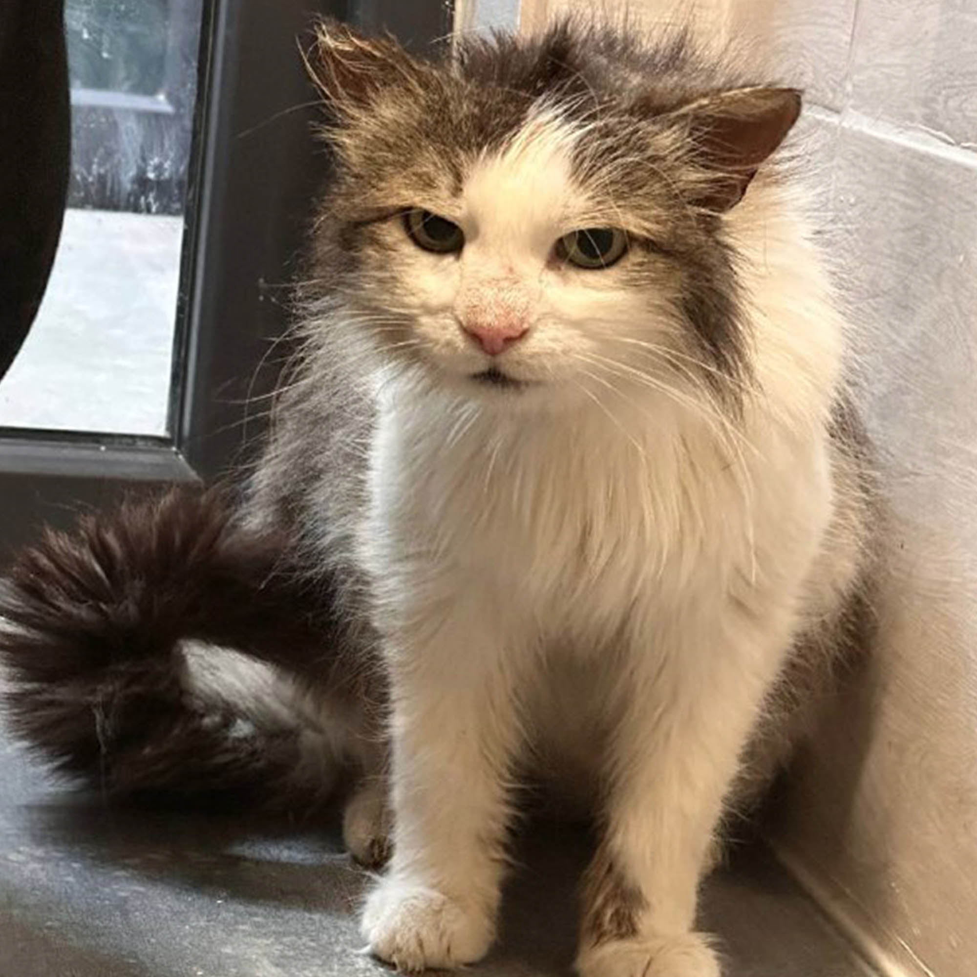 Funded: Michelle And Her Kittens Need You To Beat Severe Illness、mySite、camillekostekn