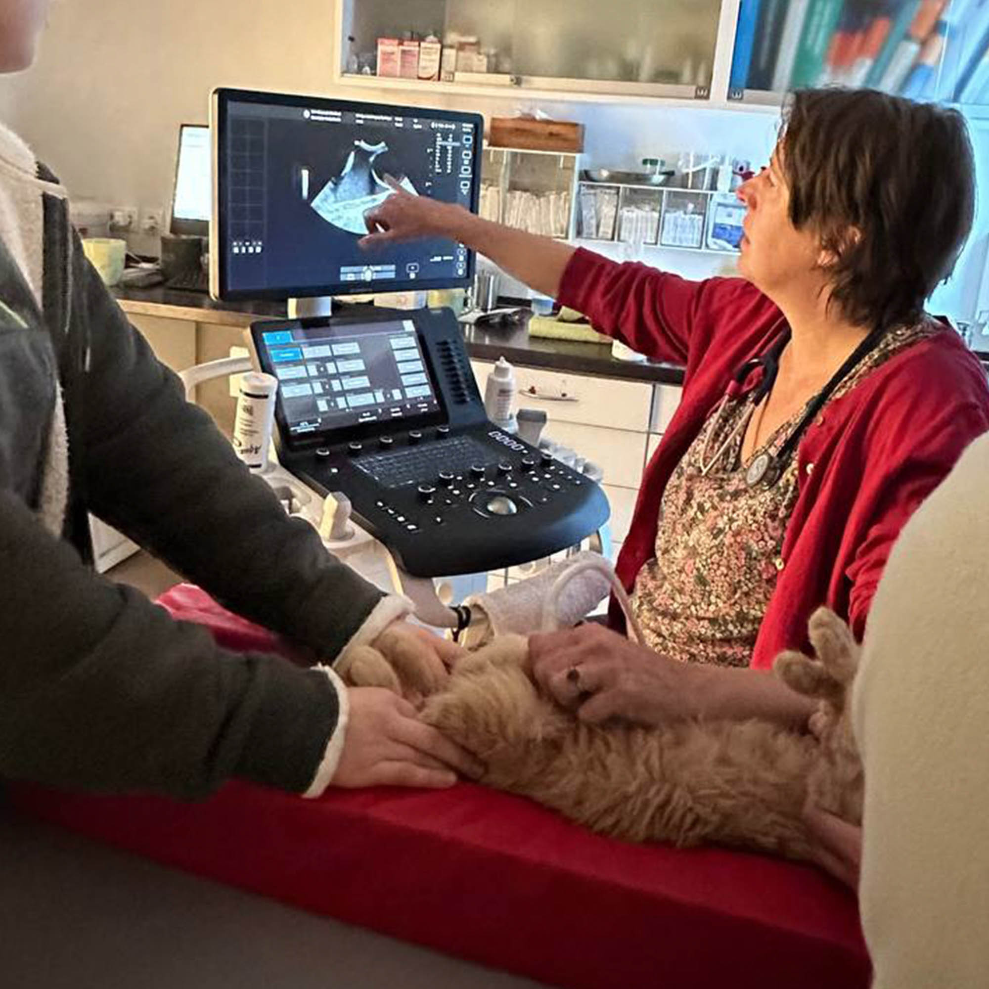 Funded: Busya the Beautiful Cat Warrior is in the Fight of Her Life、mySite、camillekostekn