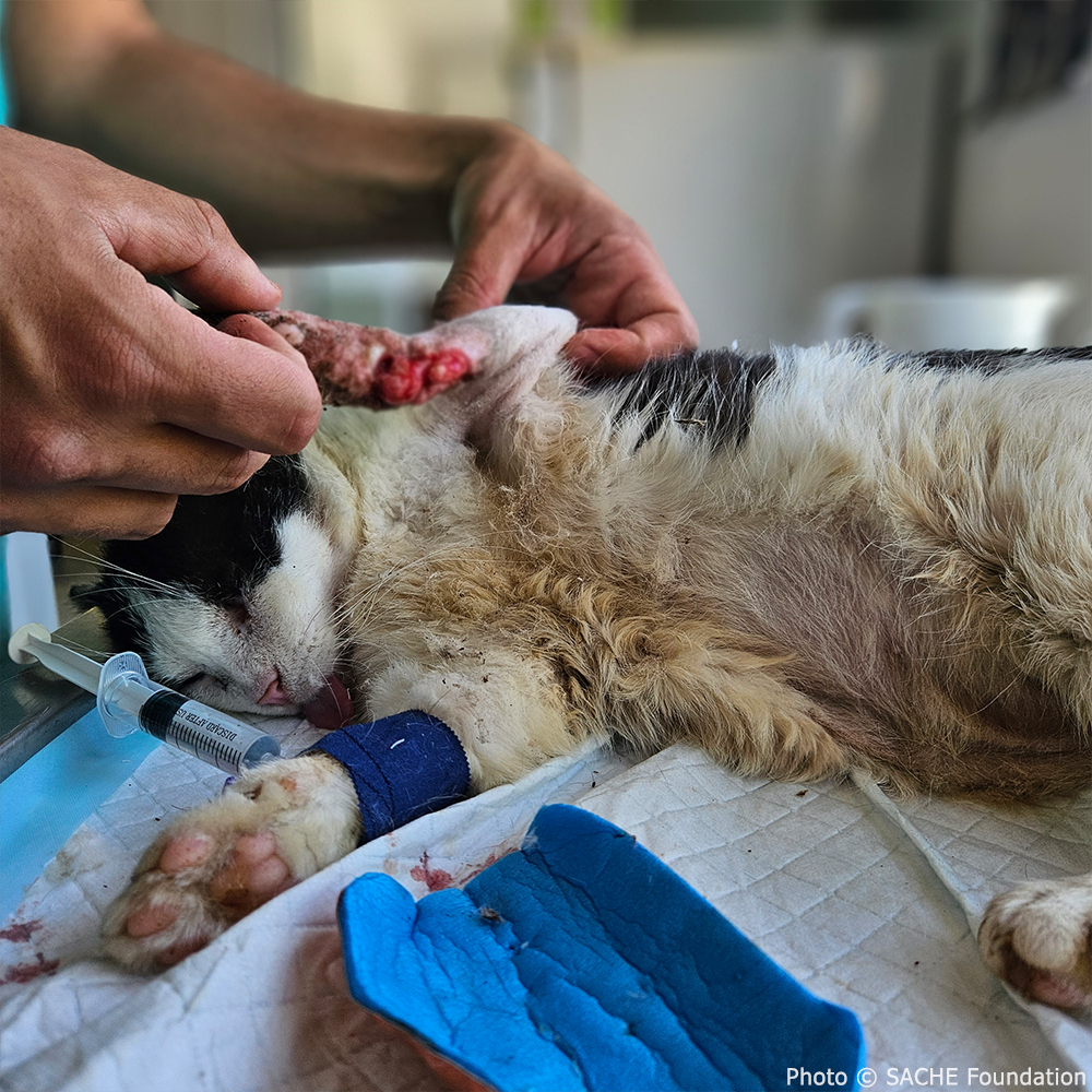 Funded: Save Bono's Leg After Brutal Cat Trap Injury、mySite、camillekostekn
