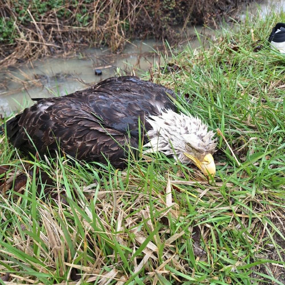 Help Bring Bald Eagle Back From Brink of Death、mySite、camillekostekn