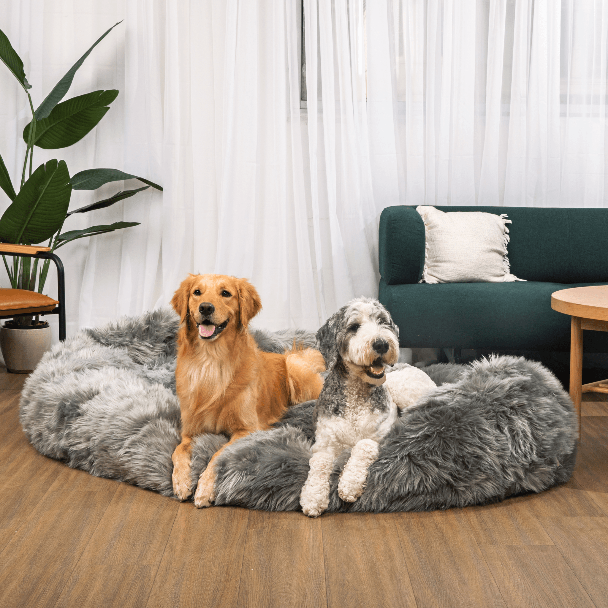 PupCloud™ Human-Size Faux Fur Memory Foam Dog Bed - Charcoal Grey、mySite、solidvoid
