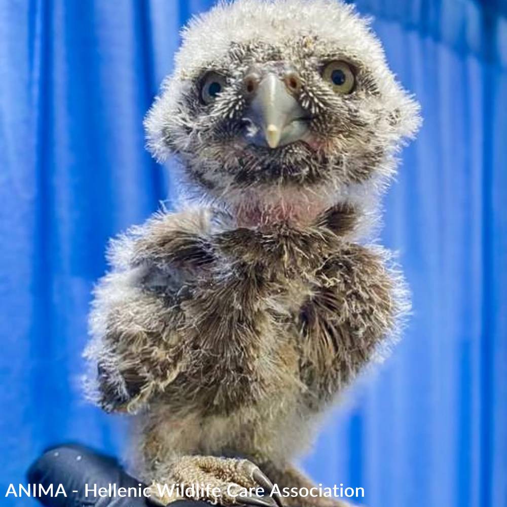 Funded: Baby Owls Need Help Spreading Their Wings、mySite、camillekostekn