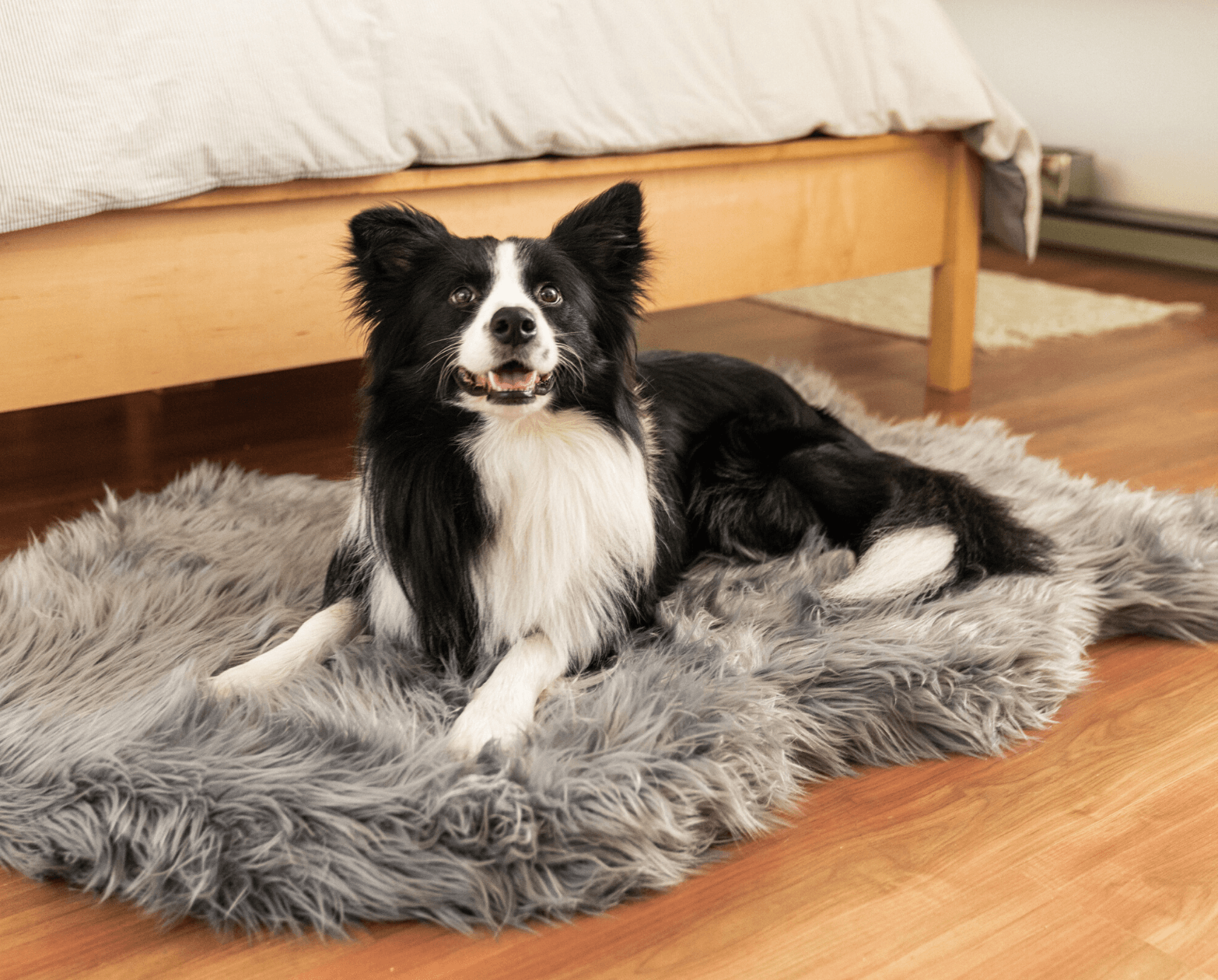 PupRug by Paw.com™ Faux Fur Orthopedic Dog Bed - Curve Charcoal Grey、mySite、solidvoid