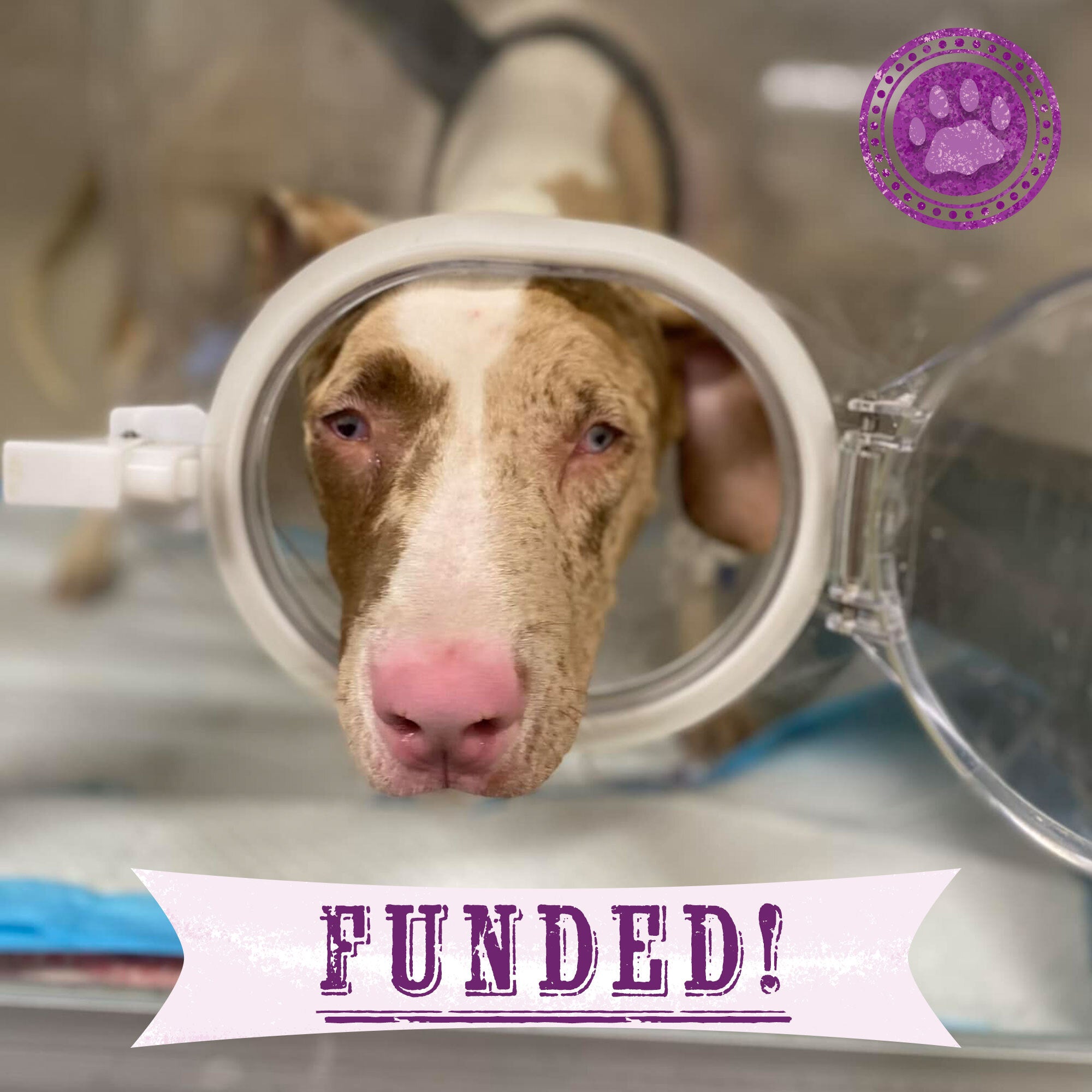 Funded - Help Pecan Breathe Easy、mySite、camillekostekn