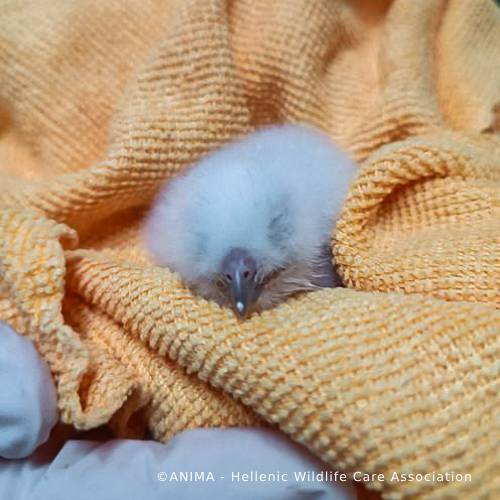 Wildlife Rescued From Fires Need Care and Support to Be Released、mySite、camillekostekn