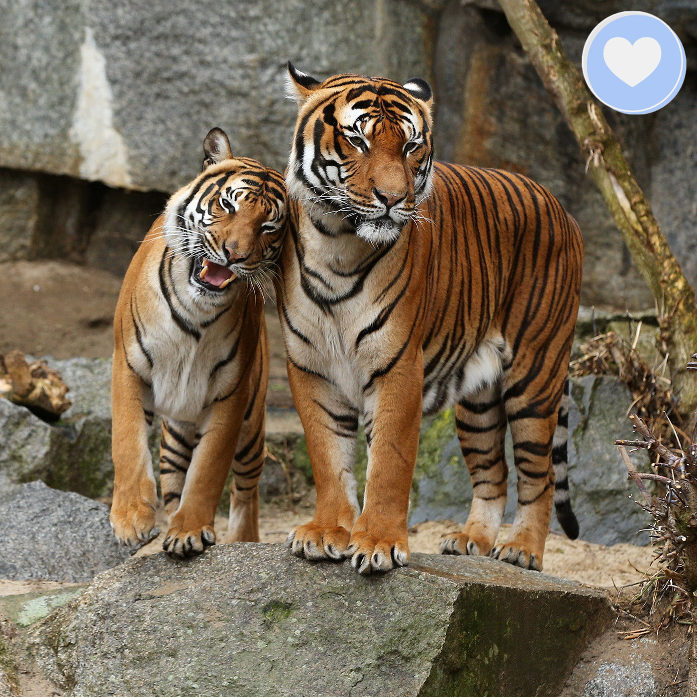 Giving Tuesday: Act Now Before Critically Endangered Species Disappear、mySite、camillekostekn