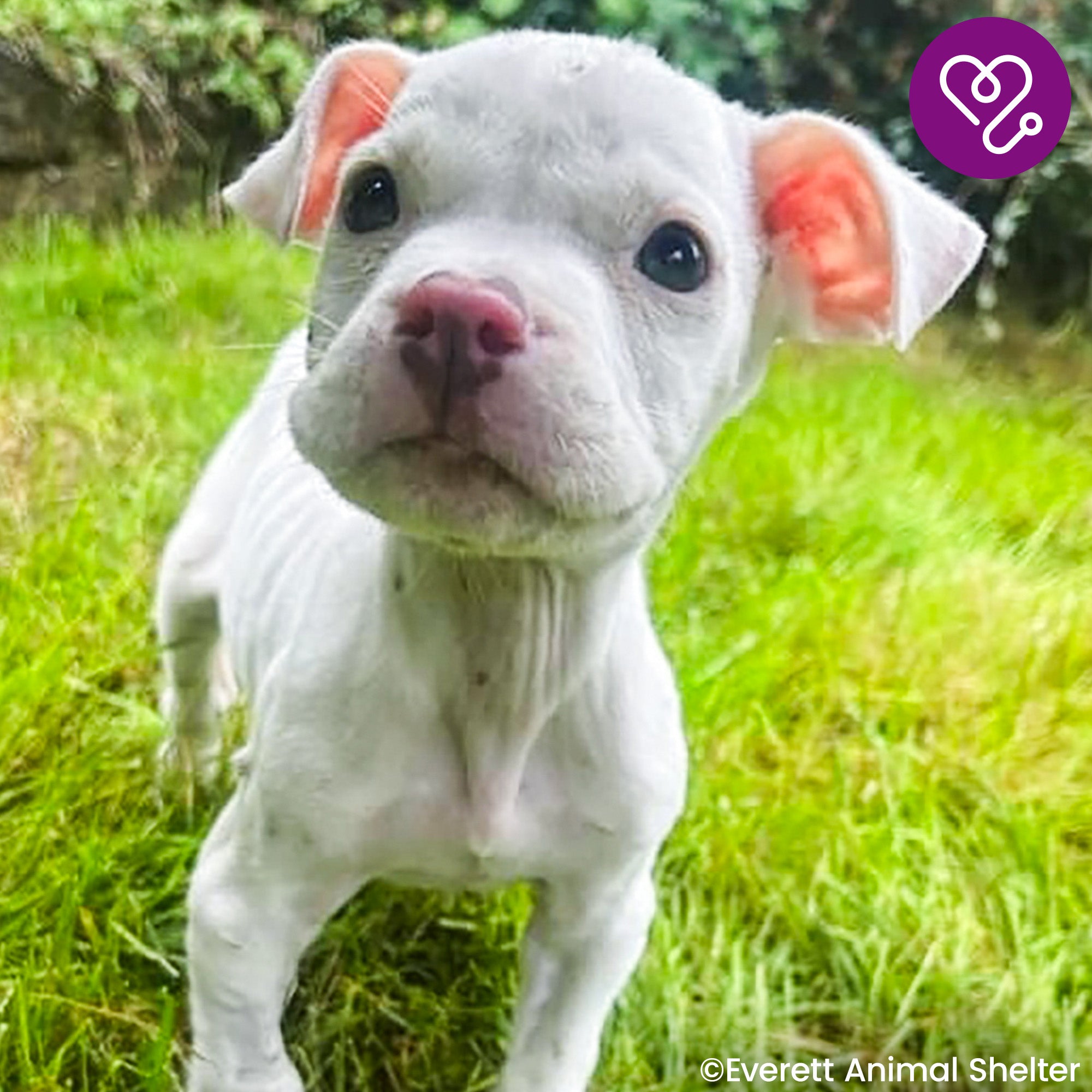 Funded: Save Beetlejuice From Severe Emaciation、mySite、camillekostekn