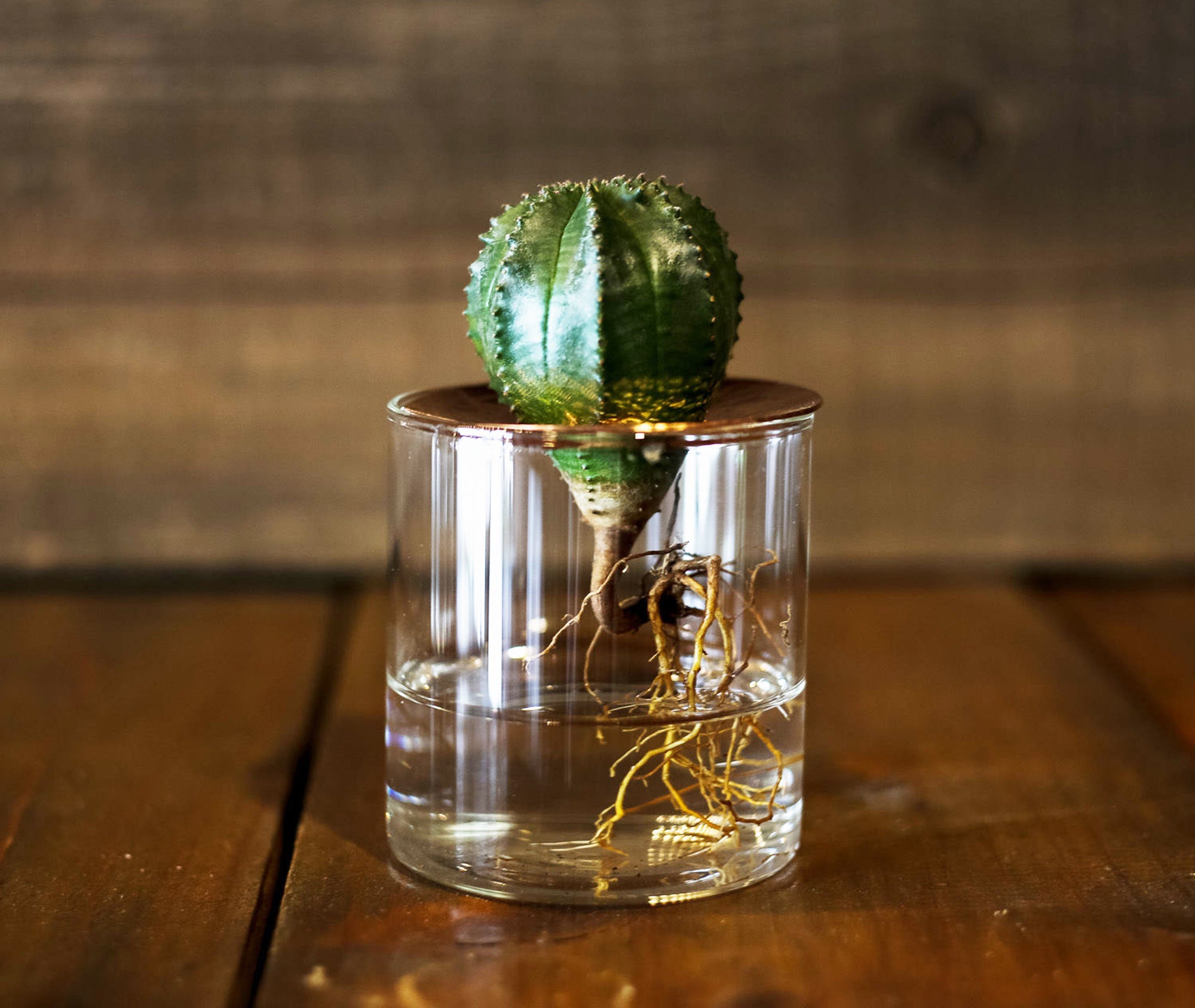 Lid Vision Glass Terrarium - Large、mySite、topwebapps