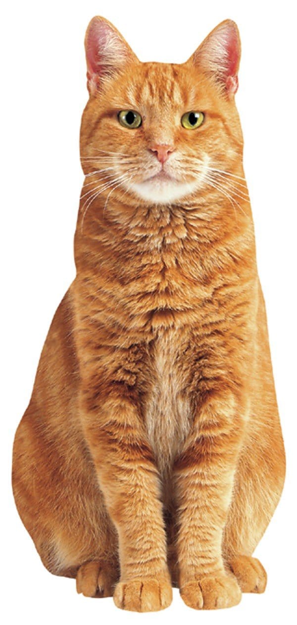  Note Card - Red Tabby Cat、mySite、ghnorth