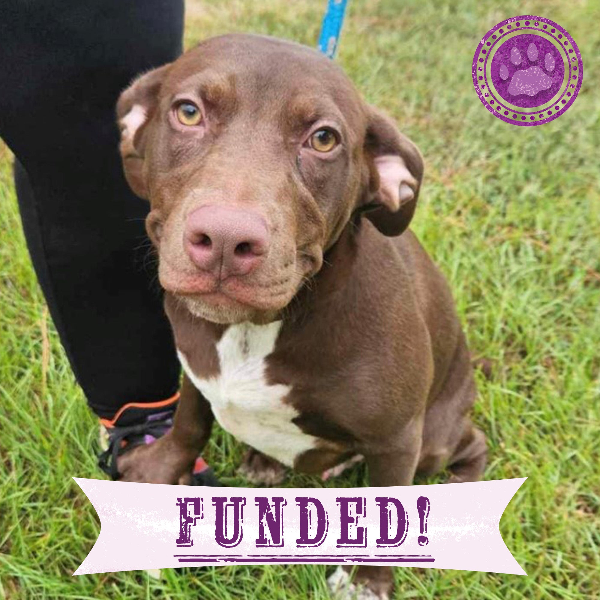 Funded: Help Moochy Get Hip Surgery & Heal From A Broken Leg、mySite、camillekostekn