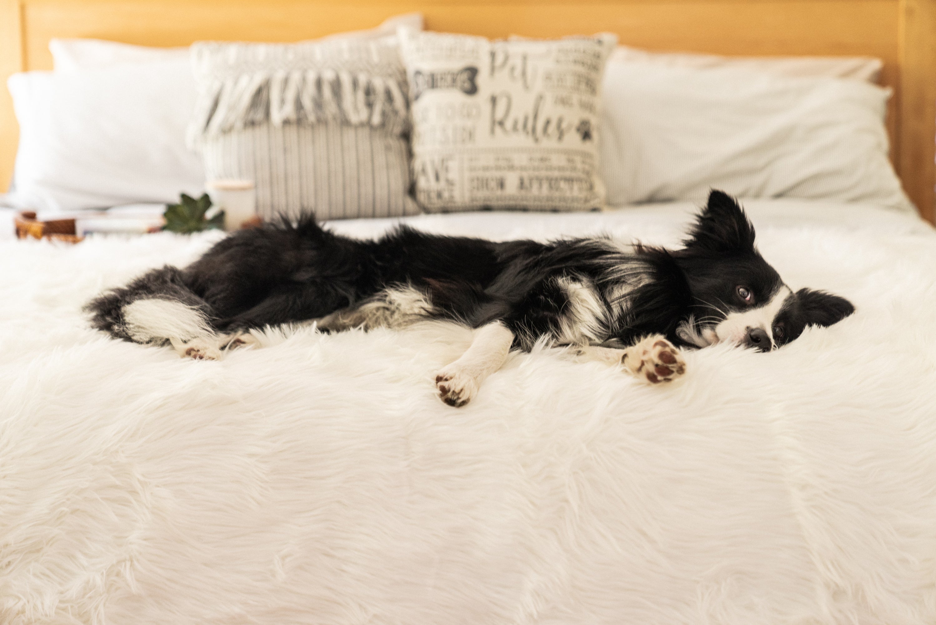 PupRug™ Orthopedic Runner Bed + Matching Waterproof Blanket Bundle - Polar White、mySite、solidvoid