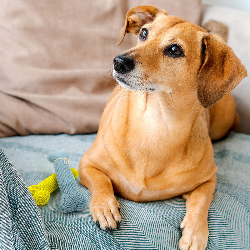 Crochet Bone For Dogs | Green、mySite、camillekostekn