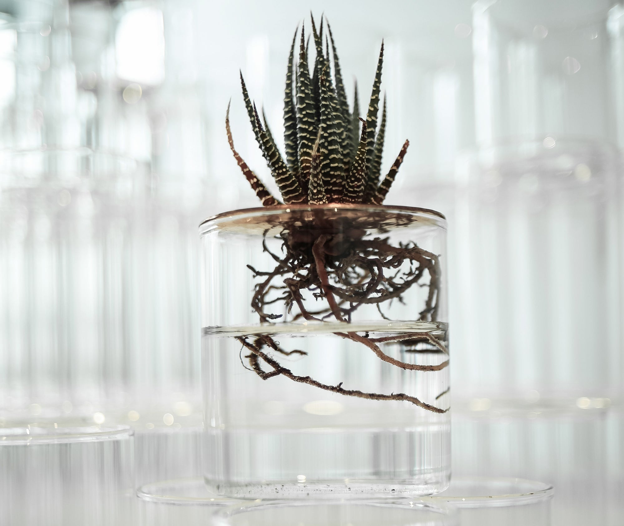 Lid Vision Glass Terrarium - Large、mySite、topwebapps