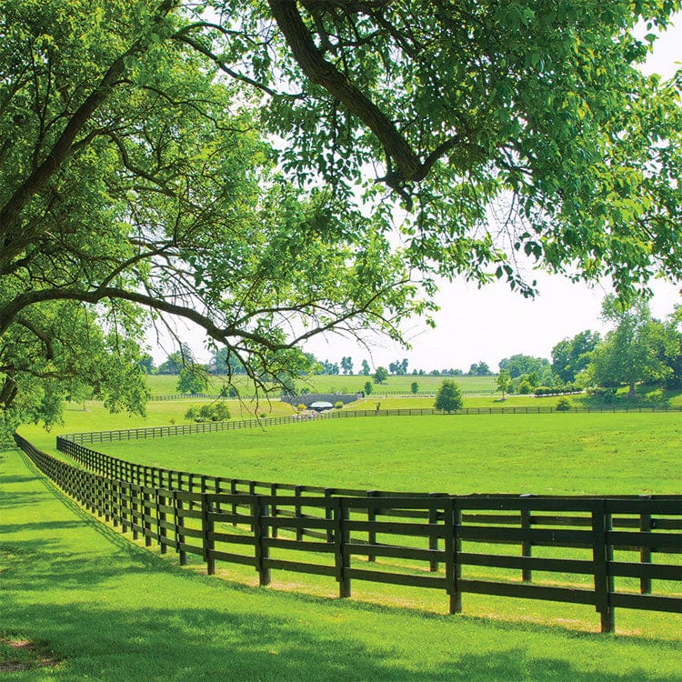  Scrapbook Paper - Horse Face、mySite、ghnorth