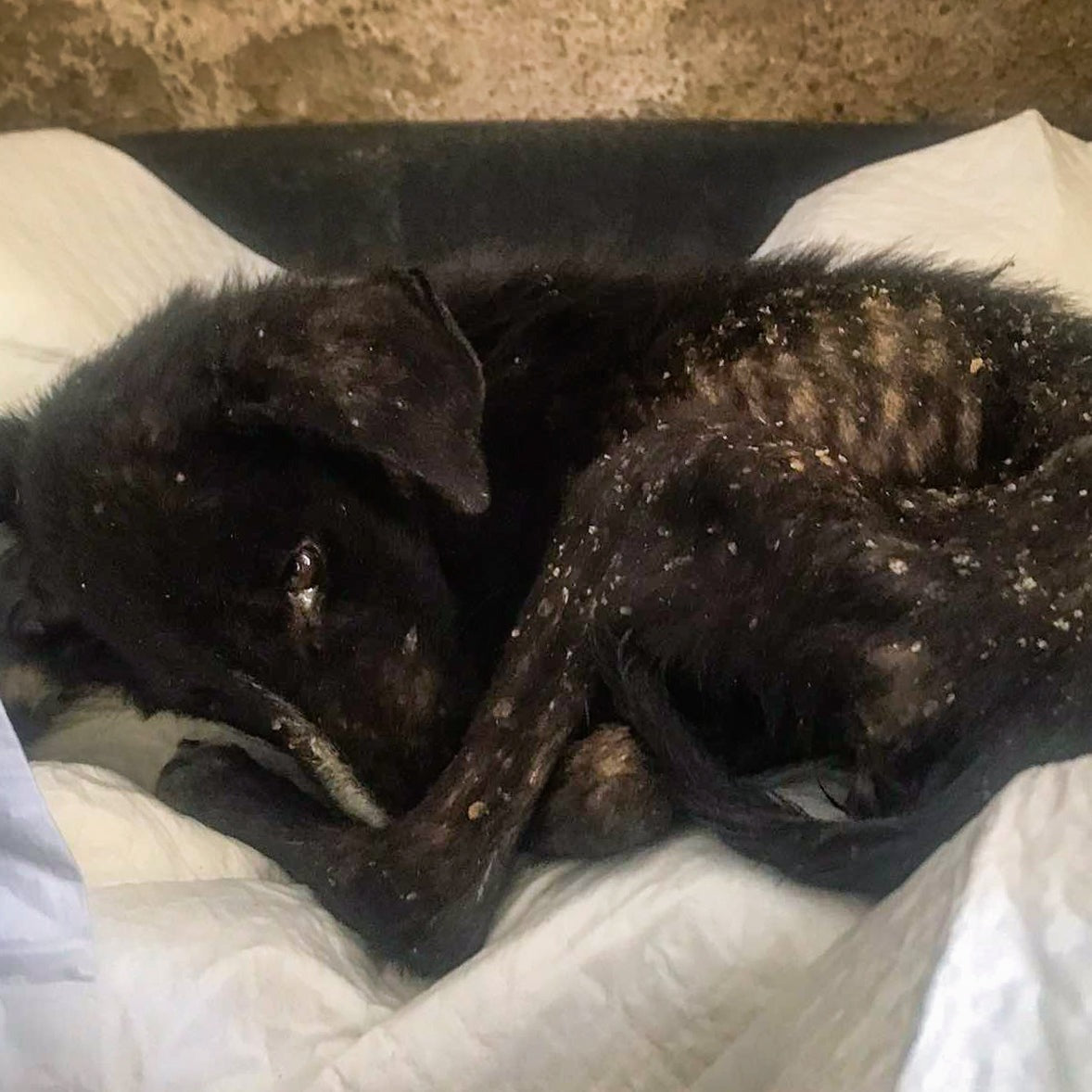 Thousands of Sick and Starving Dogs Need Urgent Care、mySite、camillekostekn