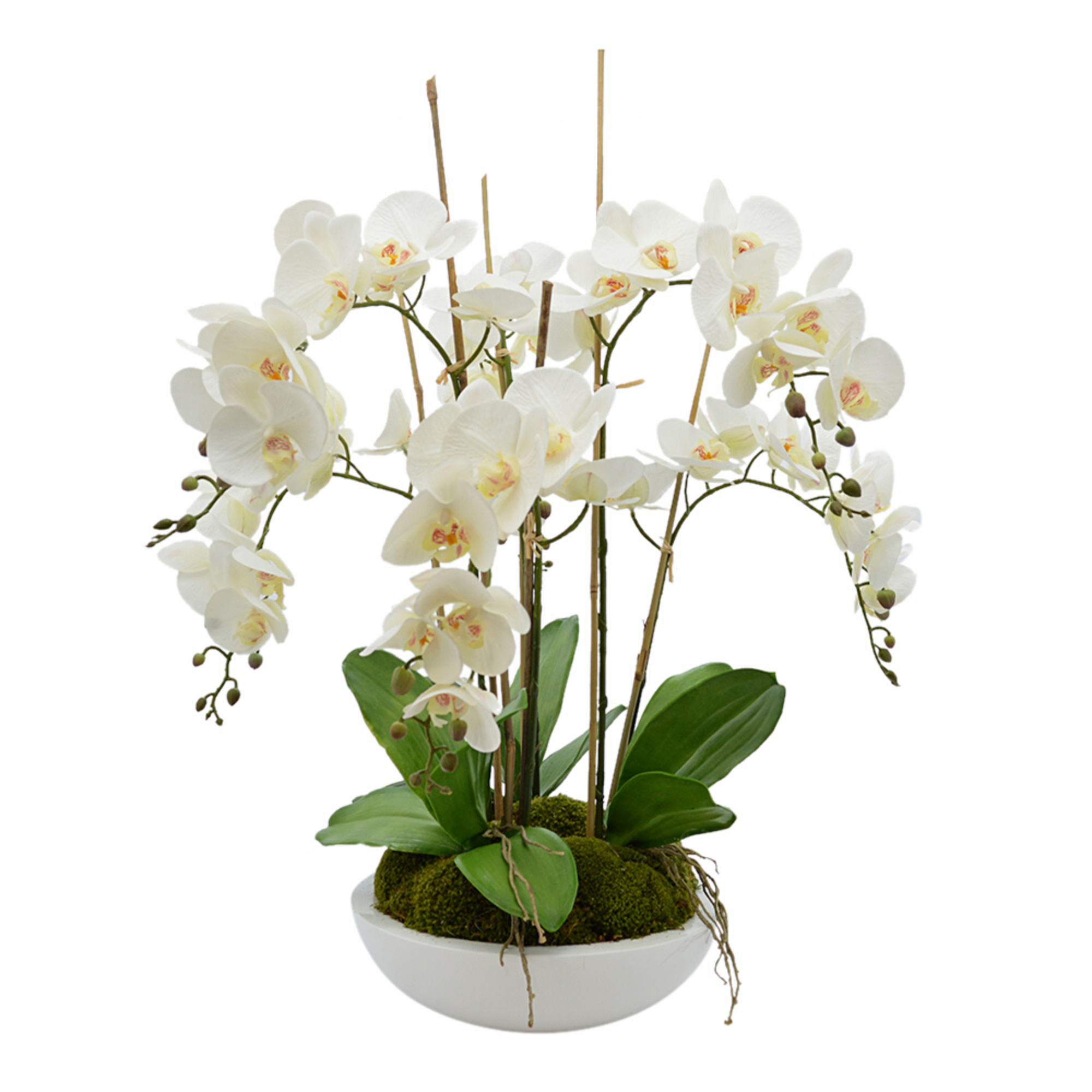  DH Orchid Floral Arrangement、mySite、elrpsem3k