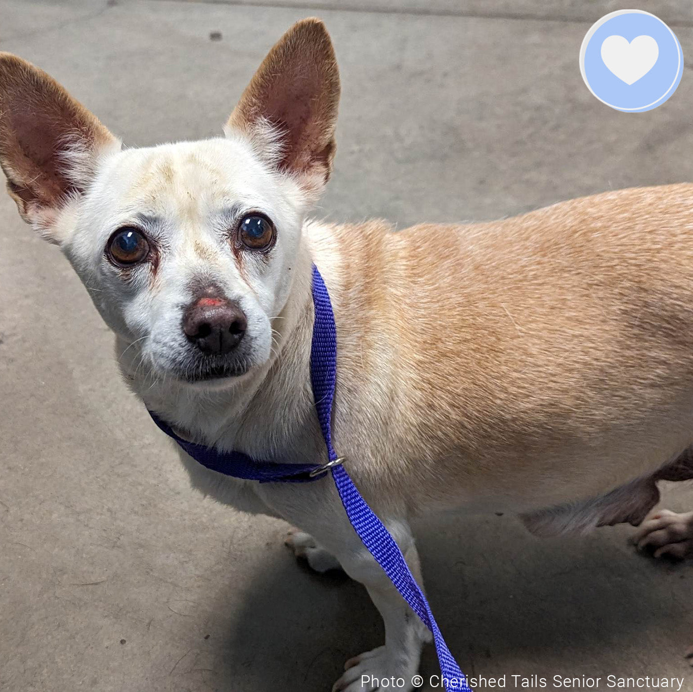 Funded - Help Lacey Live Cancer-Free、mySite、camillekostekn