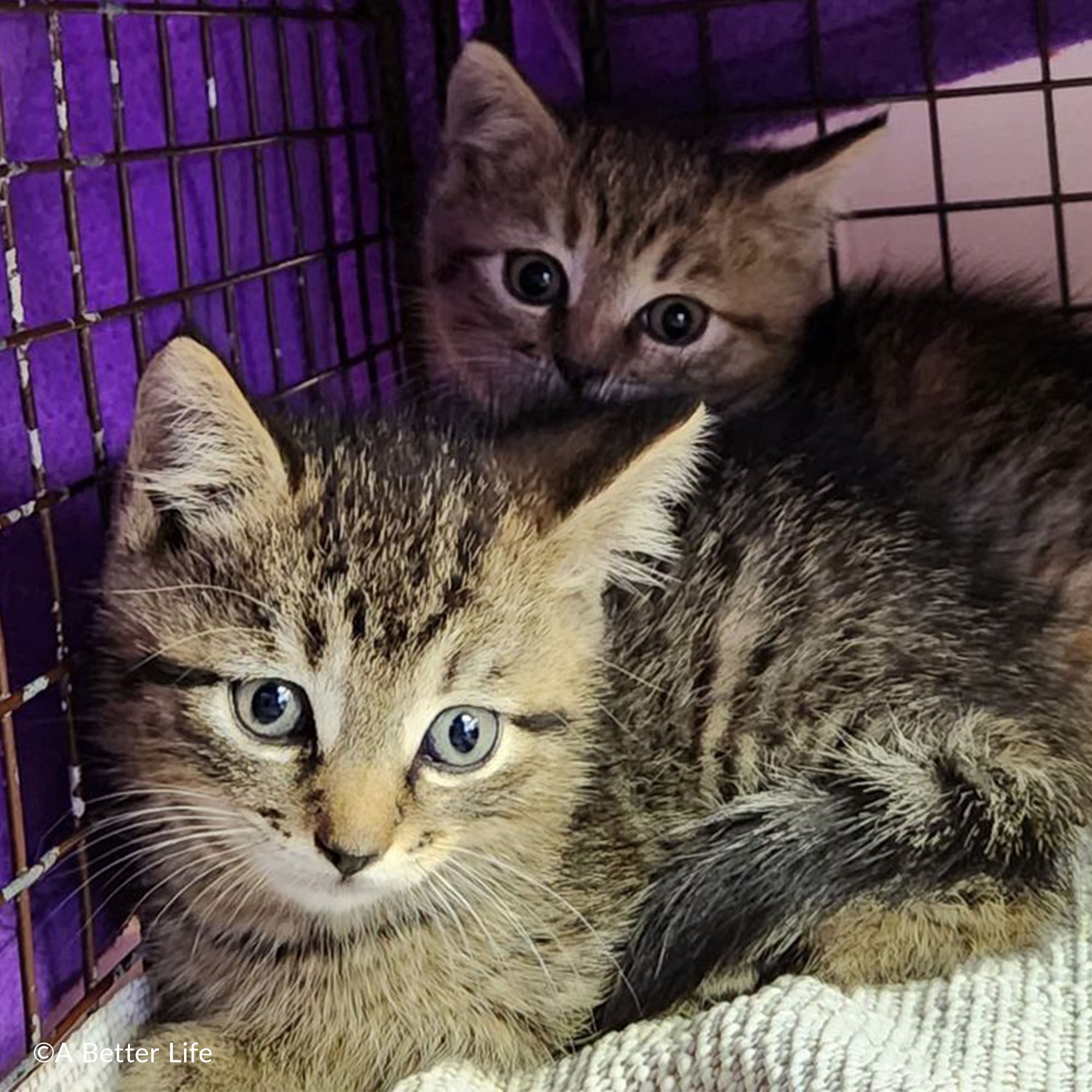 Emergency Pet Rescue & Care、mySite、camillekostekn