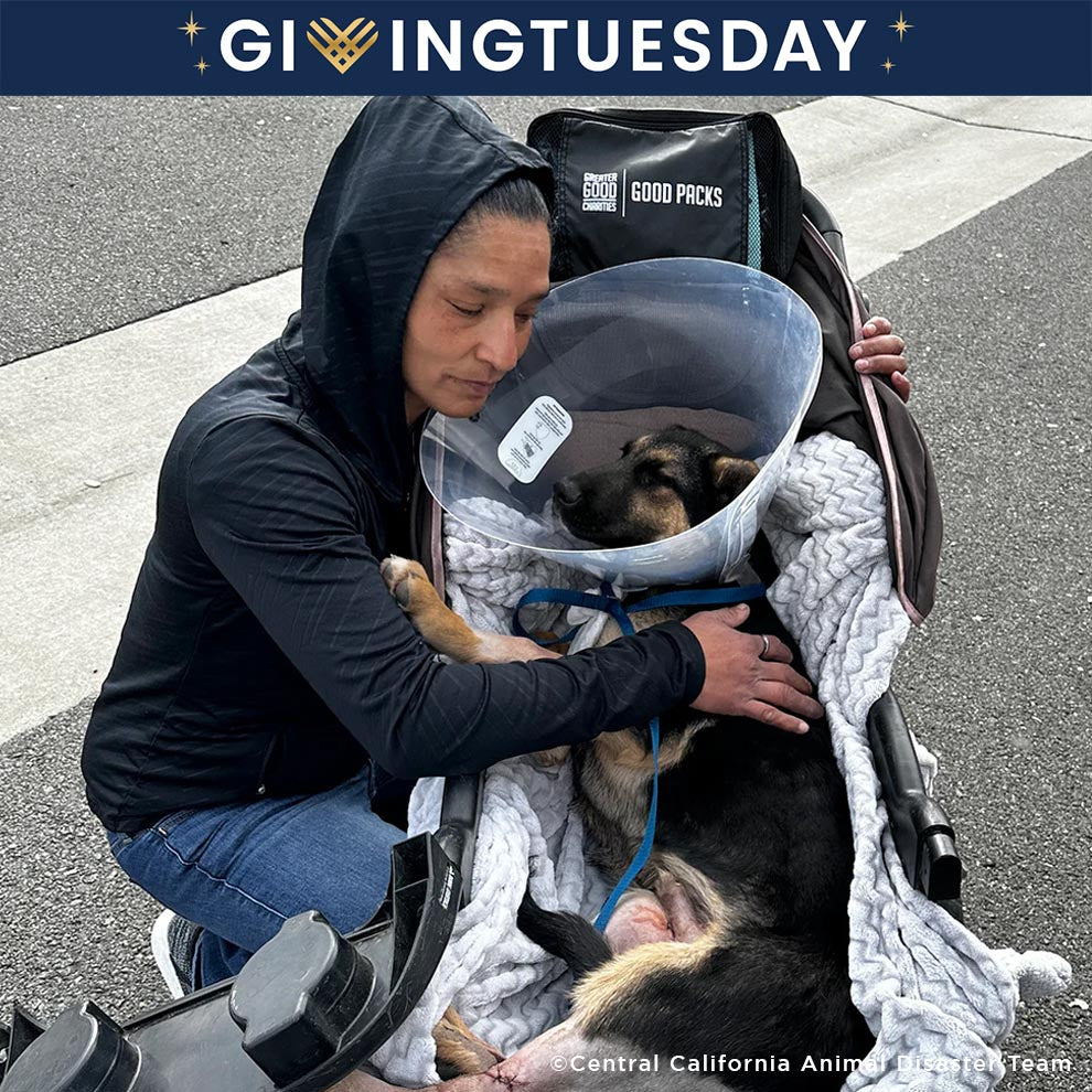 GivingTuesday: Send Good Packs to Homeless Americans and their Pets、mySite、camillekostekn