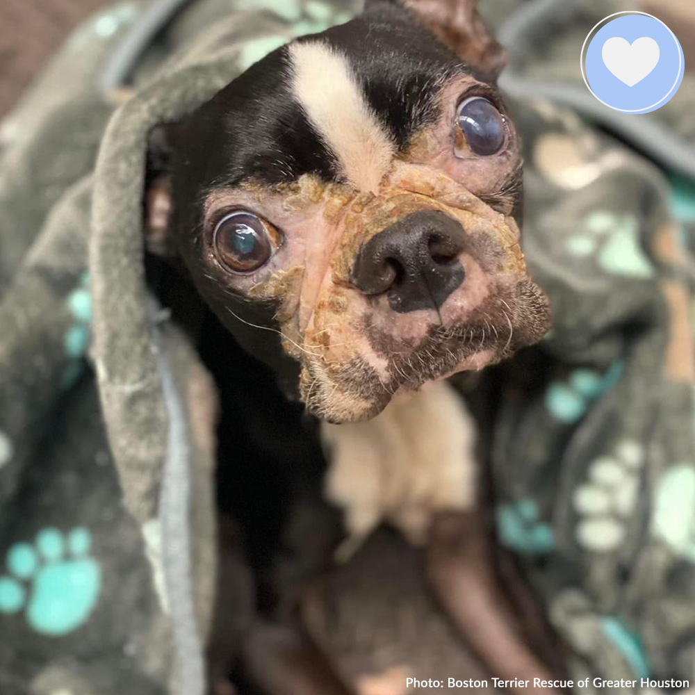 Funded: Help Sick Marlon Get the Treatment He Needs、mySite、camillekostekn