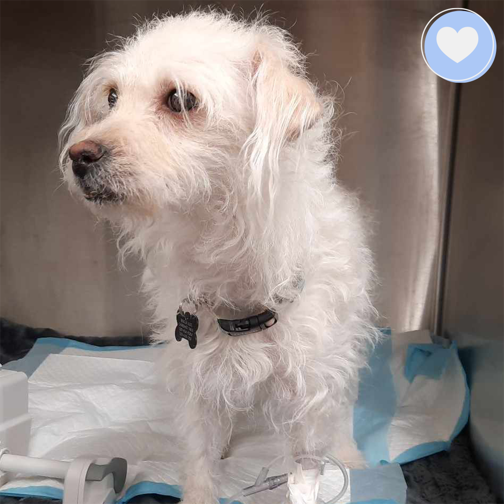 Funded: Help Jinx Heal After Kidney Infection、mySite、camillekostekn