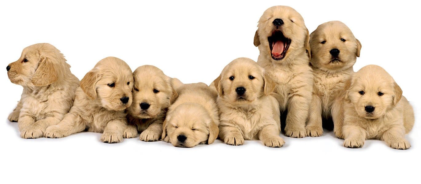 Note Card - Golden Retriever Puppies、mySite、ghnorth