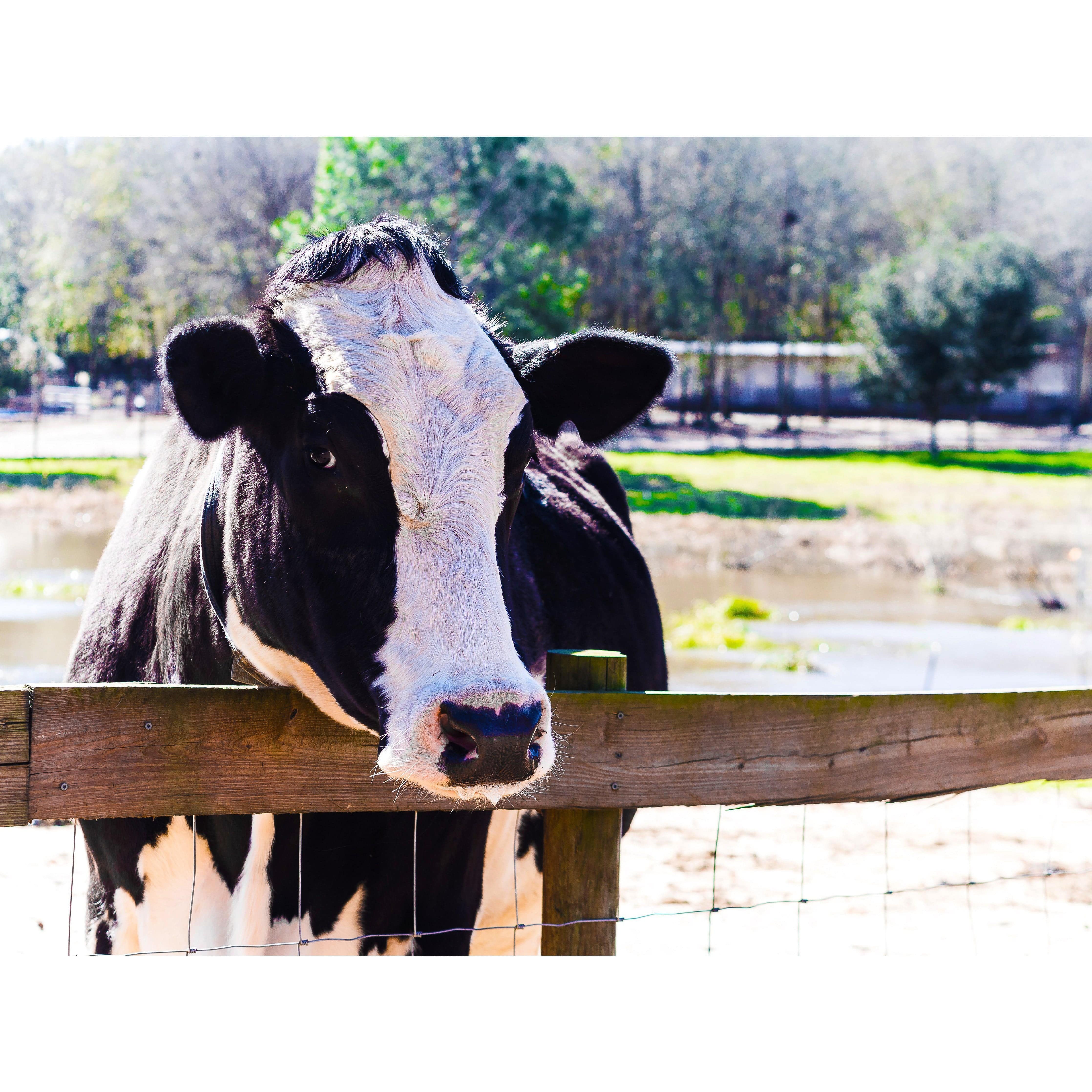 Silver Cow Necklace, Bovine Love at First Sight! 925 Sterling Silver、mySite、g9winljtr