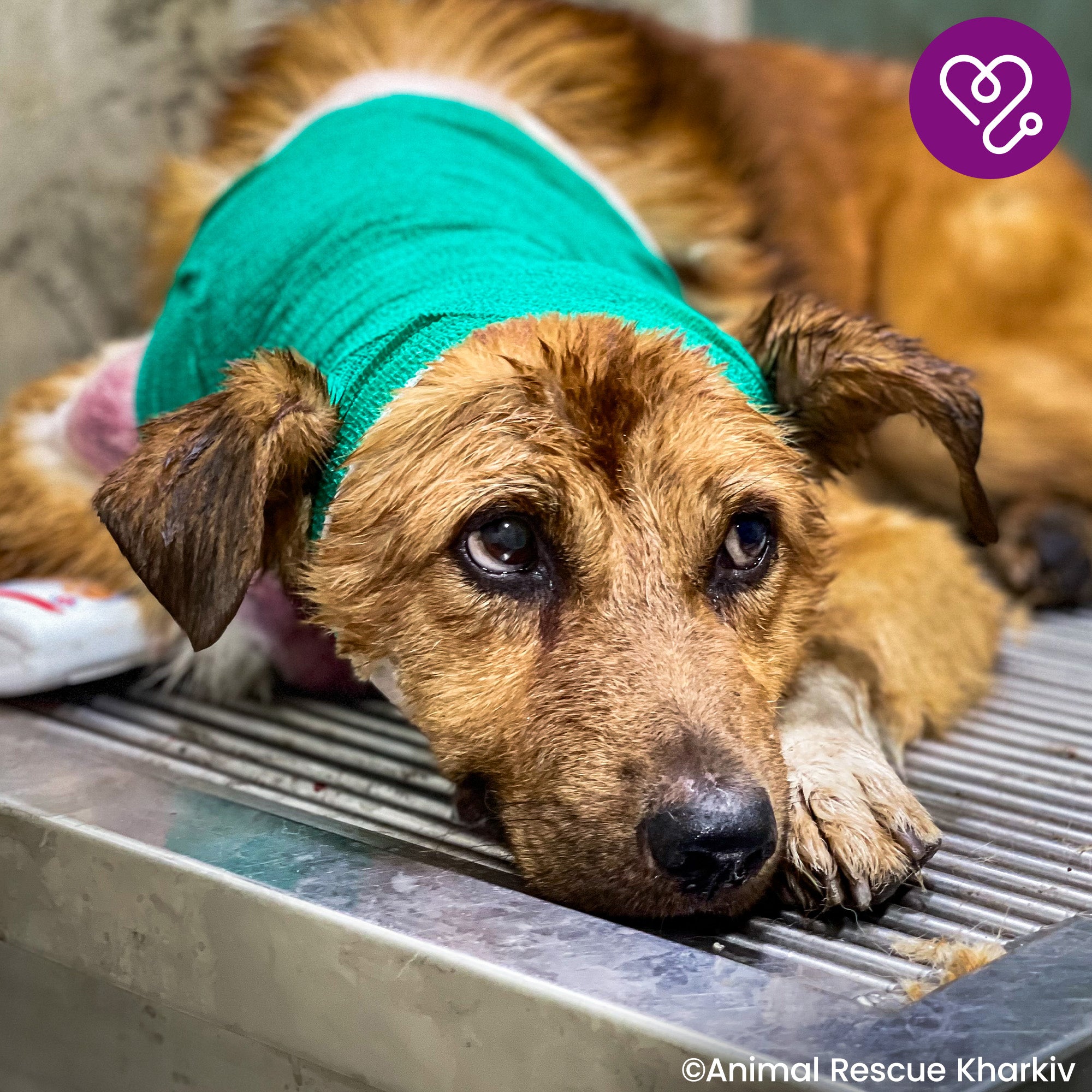 Funded: Support Sam��s Healing from Infected Wounds、mySite、camillekostekn