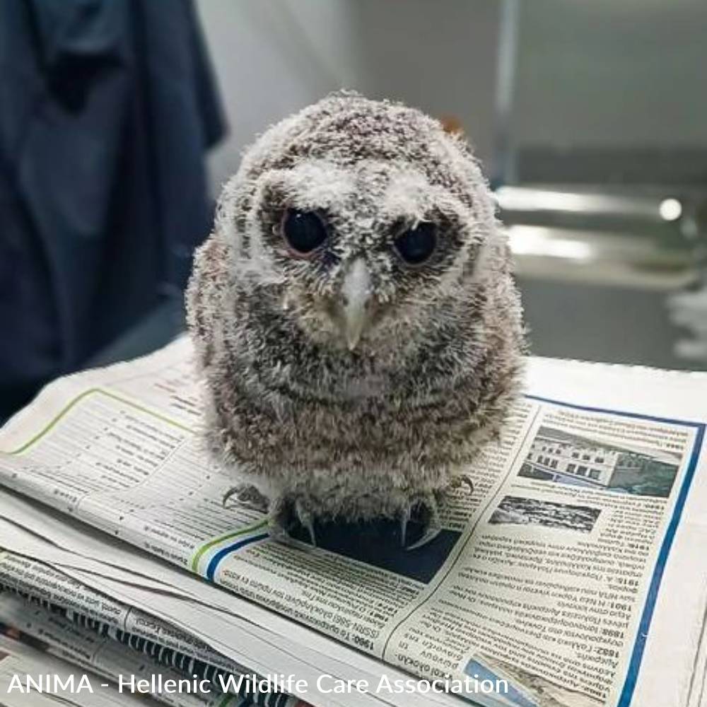 Funded: Baby Owls Need Help Spreading Their Wings、mySite、camillekostekn