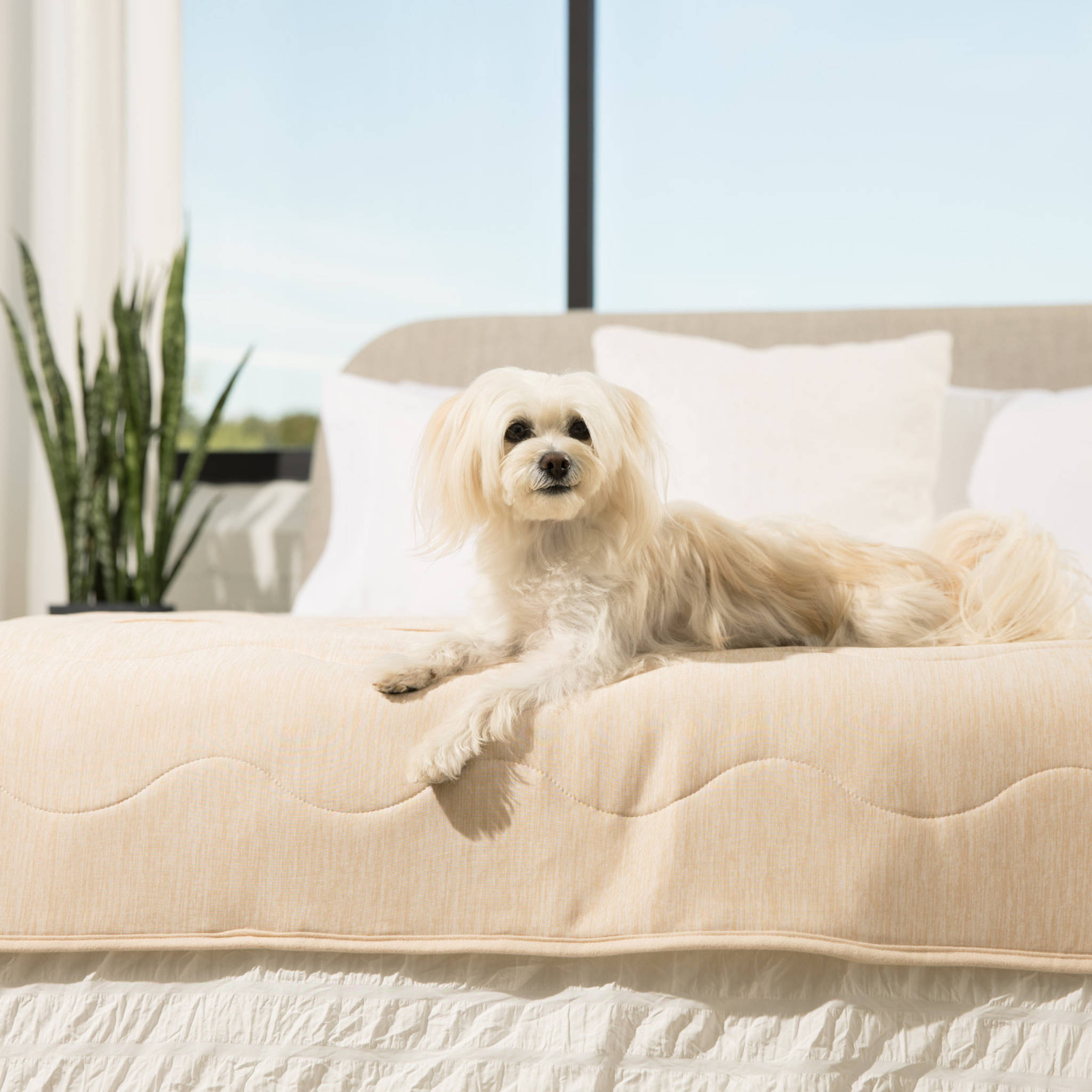 PupChill™ Cooling Waterproof Runner Blanket - Arctic Sand、mySite、solidvoid